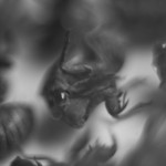 cicadas001
