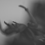 cicadas002