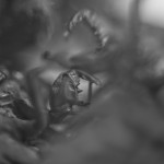 cicadas003