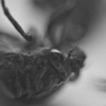 cicadas004