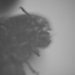 cicadas006