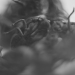 cicadas007