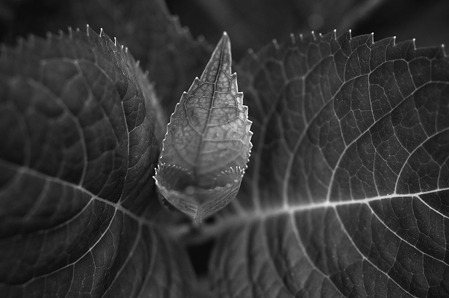 Plant show with Micro-Niikor 55mm f/3.5 and a K1 Adapter on a Nikon D300s